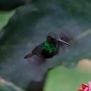 Rufous-tailed Hummingbird