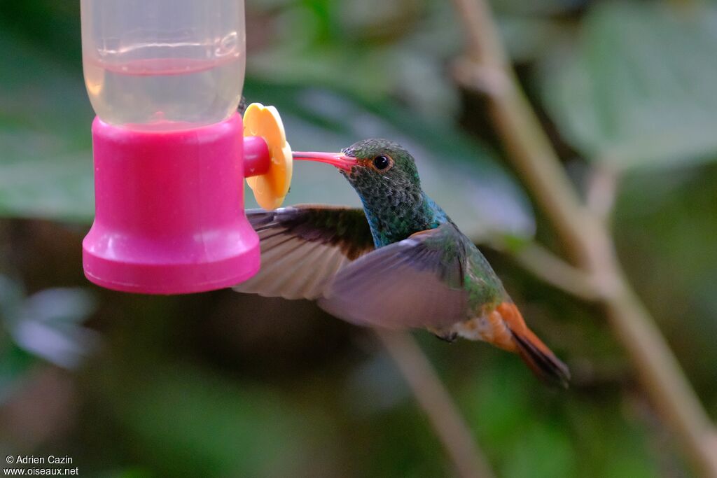 Rufous-tailed Hummingbird, eats