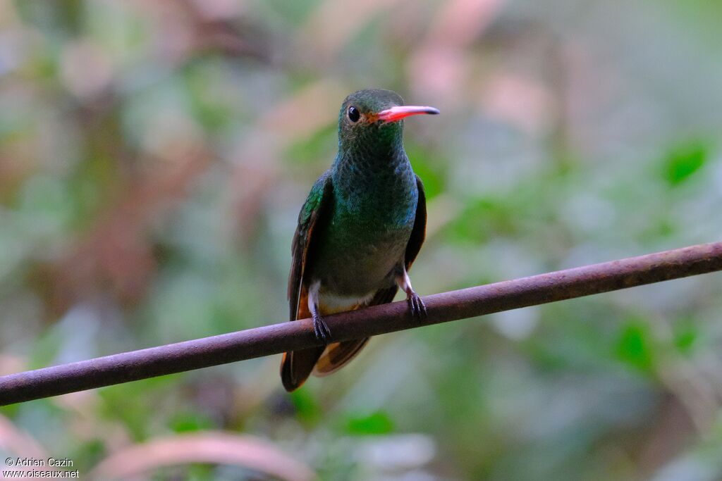 Rufous-tailed Hummingbird
