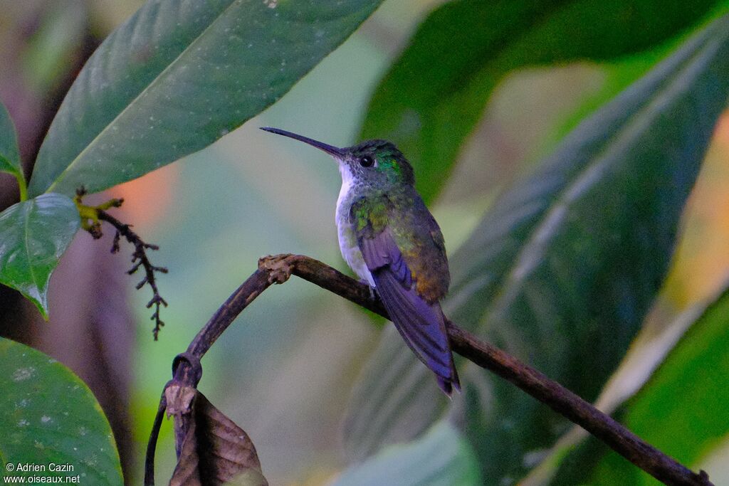 Andean Emerald male adult