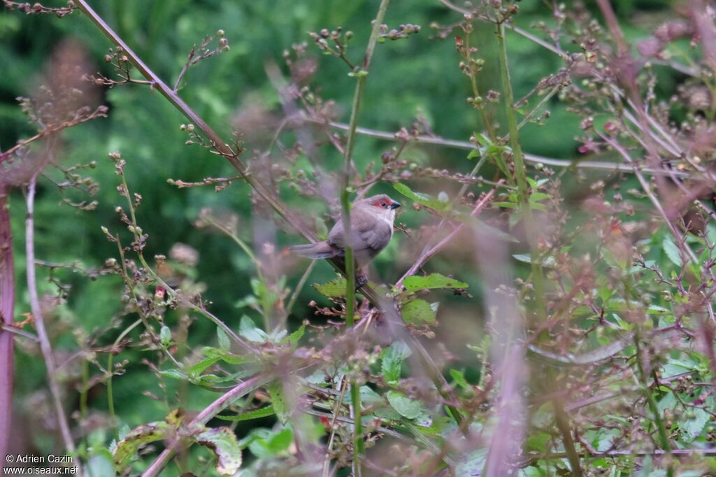 Common Waxbilljuvenile