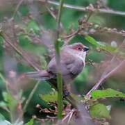 Common Waxbill