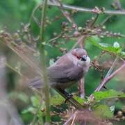 Common Waxbill