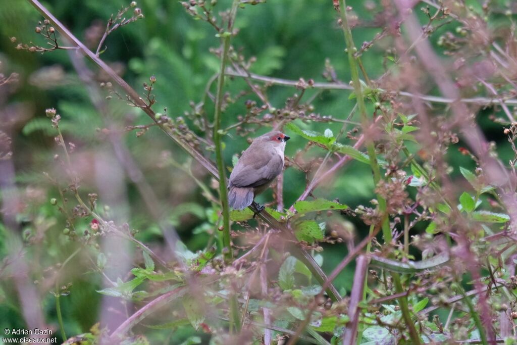 Common Waxbilljuvenile