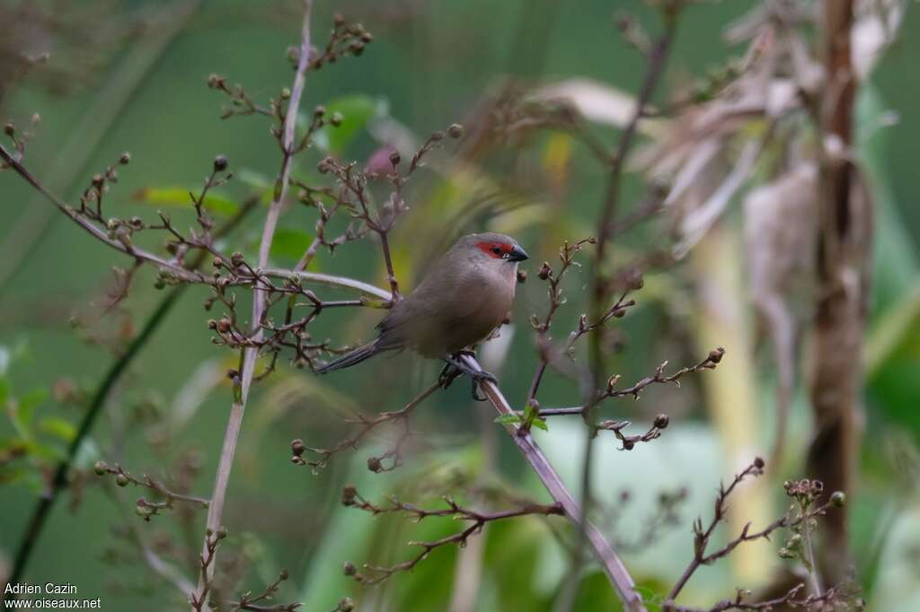 Common Waxbilljuvenile, identification