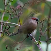 Common Waxbill