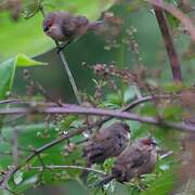 Common Waxbill