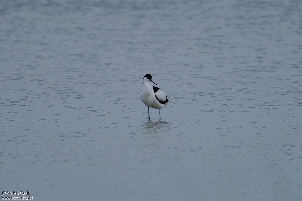 Avocette éléganteadulte