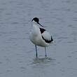 Avocette élégante