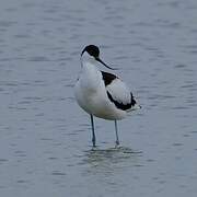 Pied Avocet