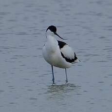 Avocette élégante