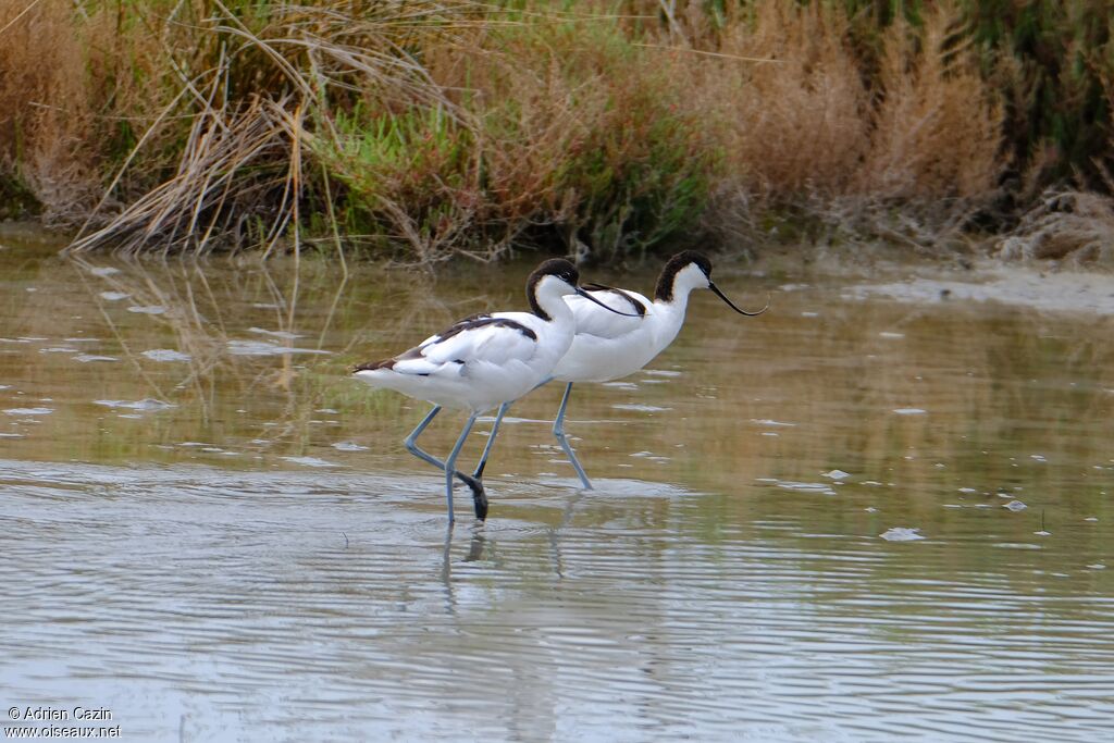 Avocette éléganteadulte