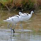 Avocette élégante