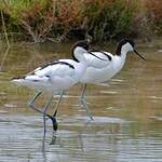 Avocette élégante