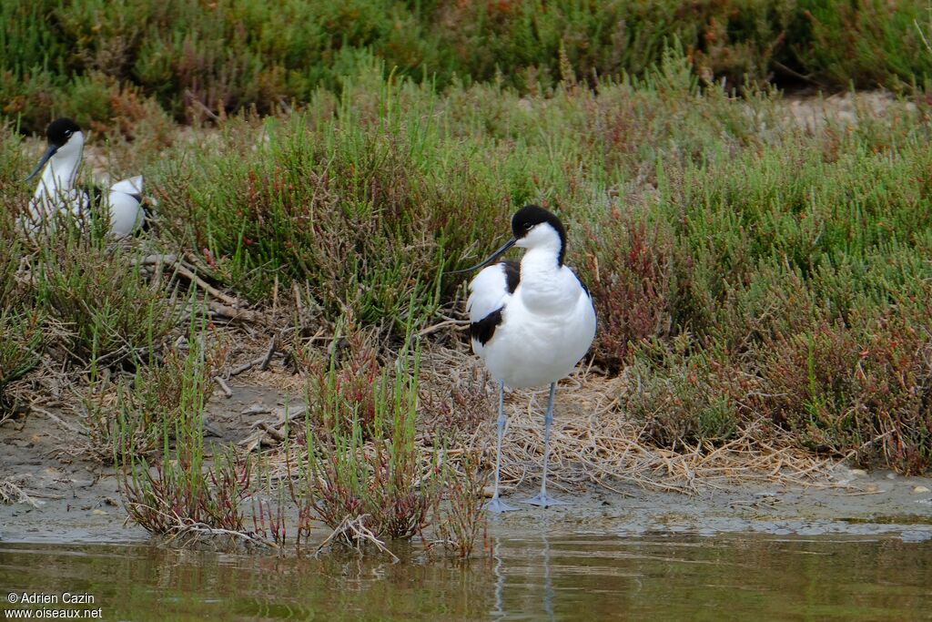 Avocette éléganteadulte, marche