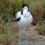 Avocette élégante