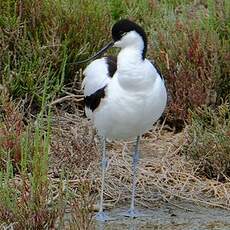 Avocette élégante