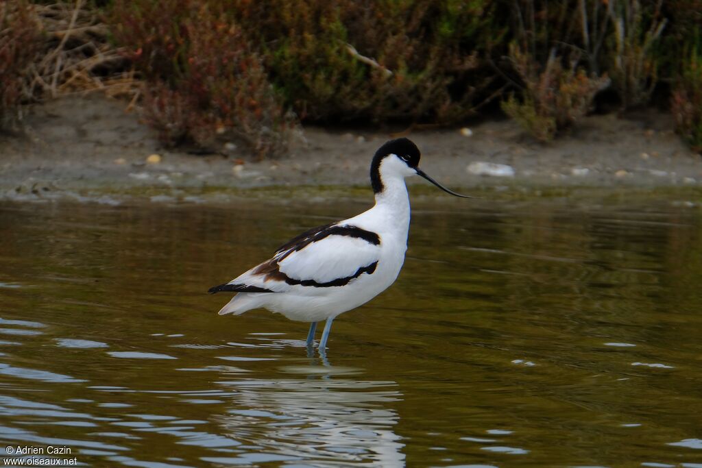 Avocette éléganteadulte