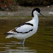 Avocette élégante