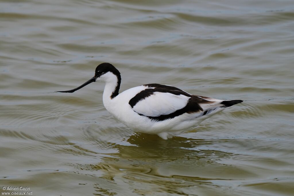 Pied Avocetadult, identification