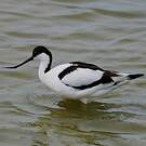Avocette élégante