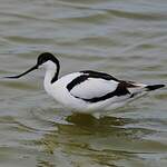 Avocette élégante