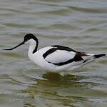 Avocette élégante