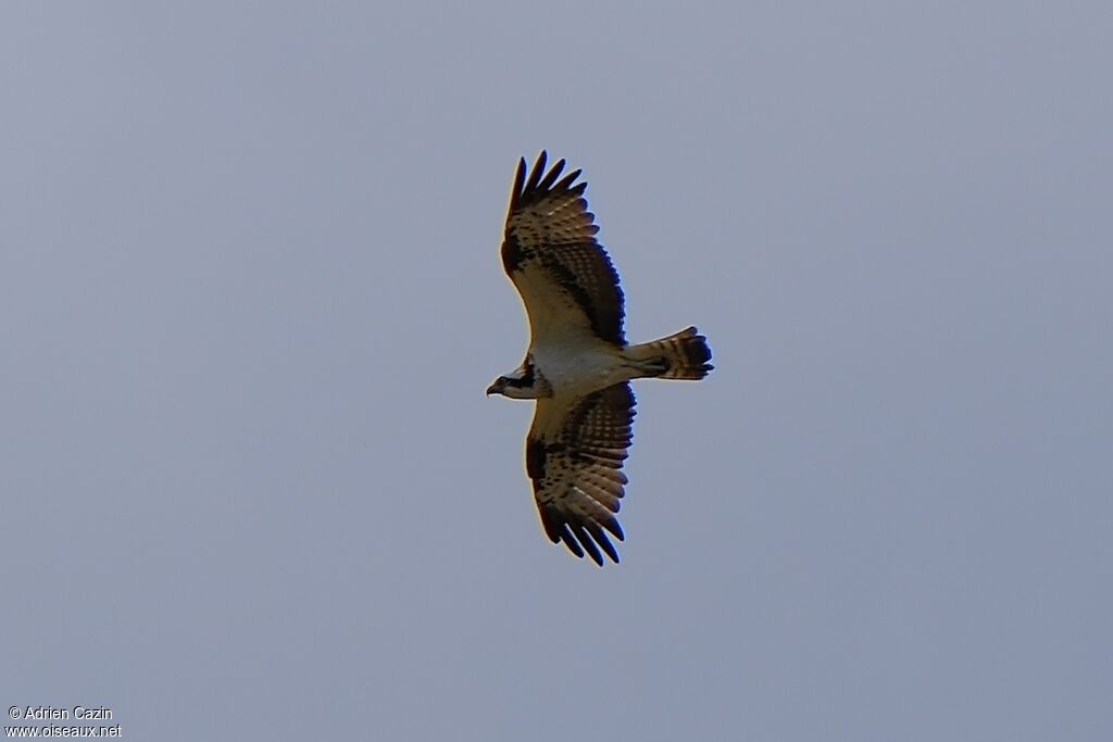 Balbuzard pêcheur