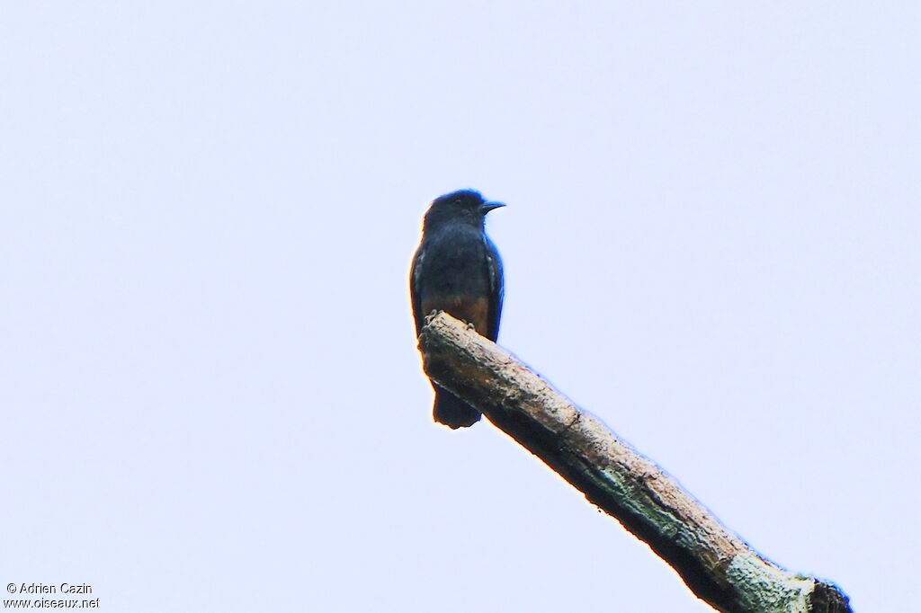 Swallow-winged Puffbirdadult