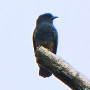 Swallow-winged Puffbird