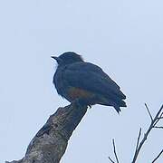 Swallow-winged Puffbird