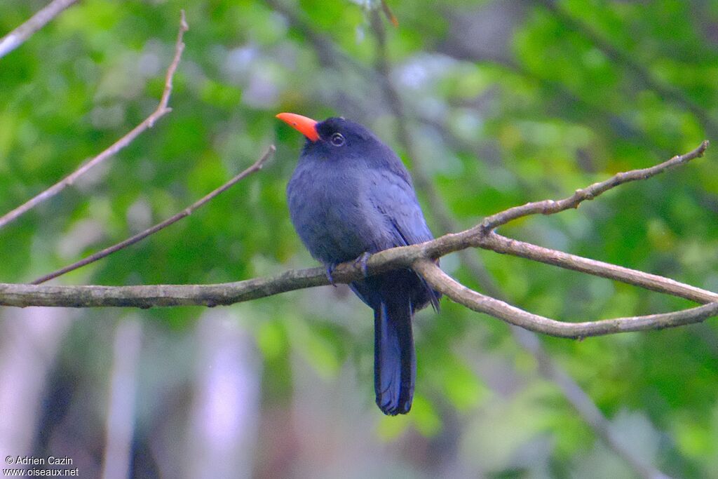 Black-fronted Nunbirdadult