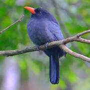 Black-fronted Nunbird