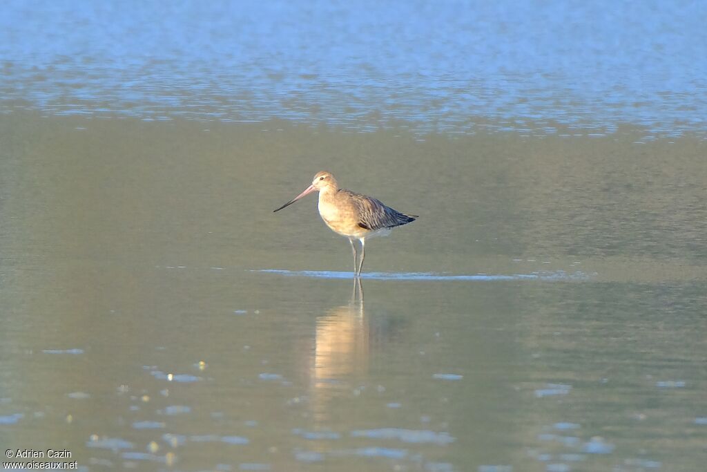 Barge rousse femelle adulte