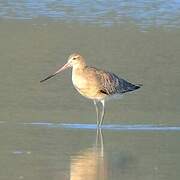 Bar-tailed Godwit