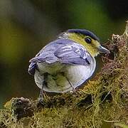 Barred Becard