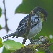 Barred Becard