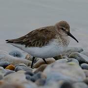 Dunlin