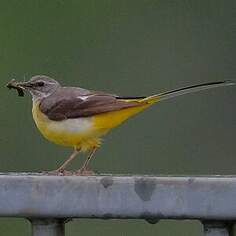 Bergeronnette des ruisseaux
