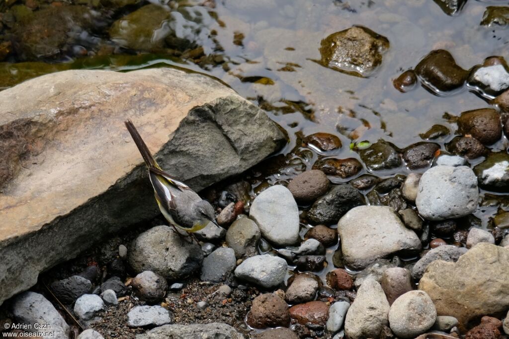 Bergeronnette des ruisseaux femelle