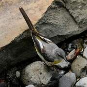 Grey Wagtail