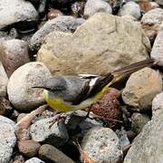 Grey Wagtail