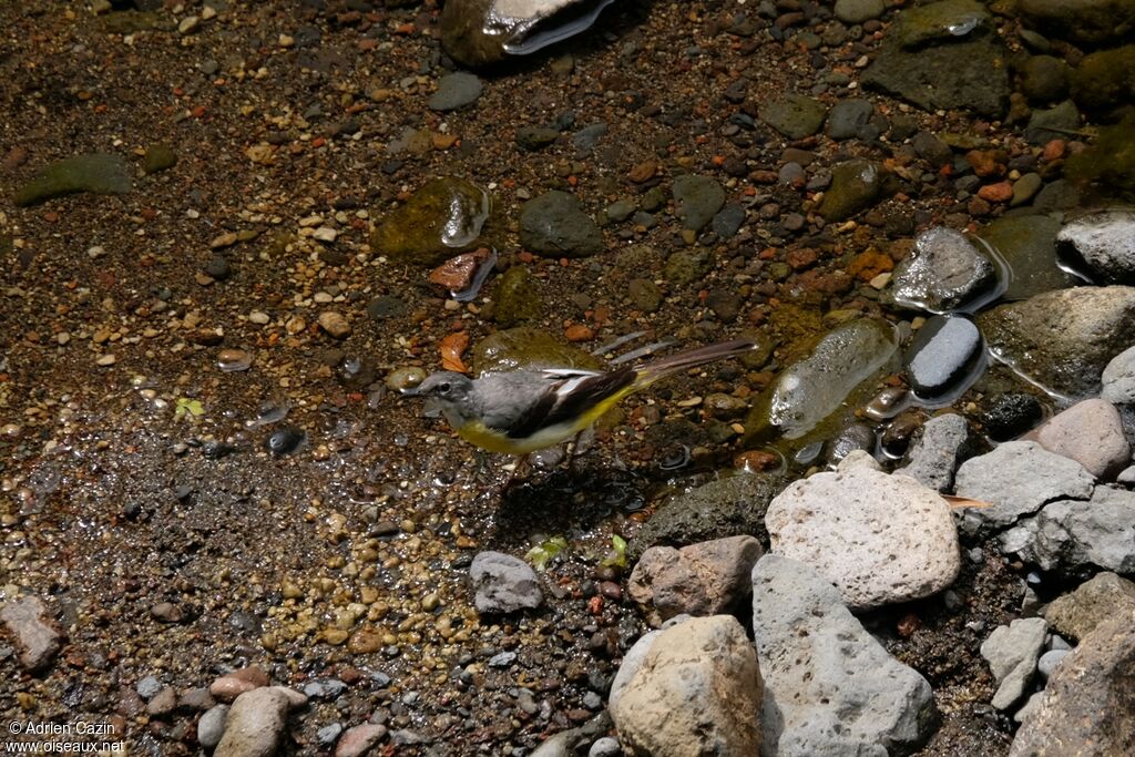 Bergeronnette des ruisseaux femelle