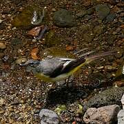 Grey Wagtail