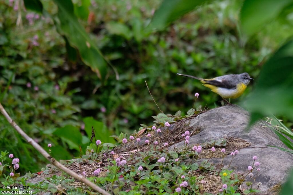 Grey Wagtail female