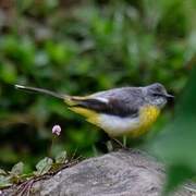 Grey Wagtail