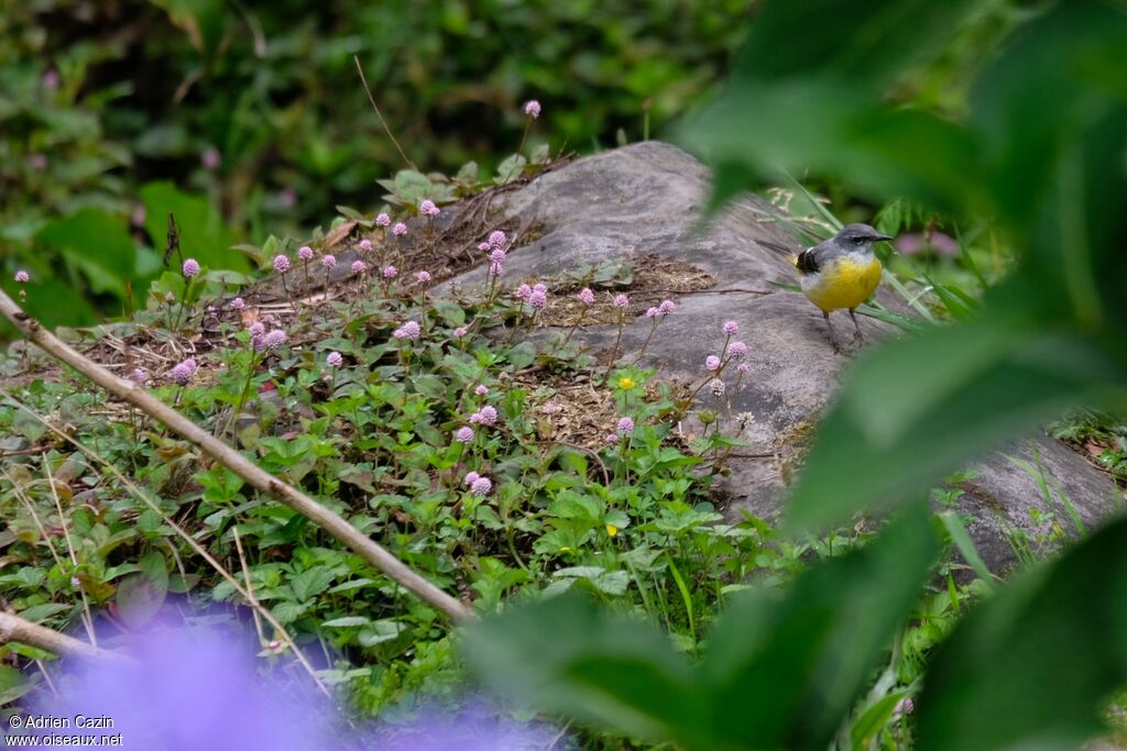 Grey Wagtail female