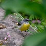 Grey Wagtail