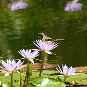 Grey Wagtail