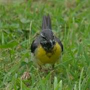 Grey Wagtail